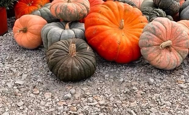 Heirloom pumpkins at Millie's